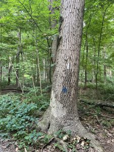 애팔래치안 트레일 Appalachian Trail