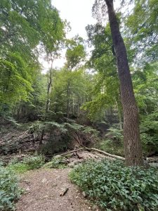 애팔래치안 트레일 Appalachian Trail