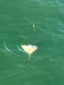 롱비치 (Long Beach -California)