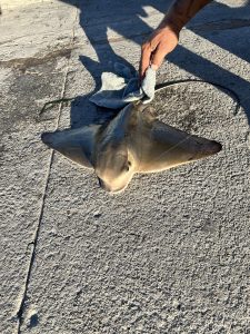 롱비치 (Long Beach -California)