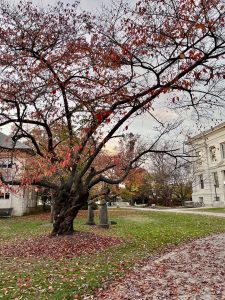 한국정원 (THE KOREAN GARDEN AT AMERICAN UNIVERSITY)