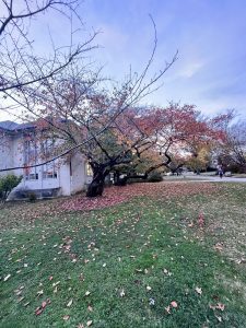 한국정원 (THE KOREAN GARDEN AT AMERICAN UNIVERSITY)